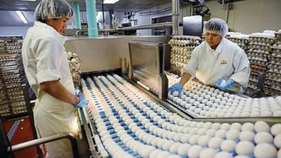 Egg Processing Market