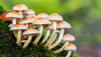 Mushrooms Market