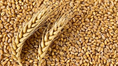 Wheat Protein Market