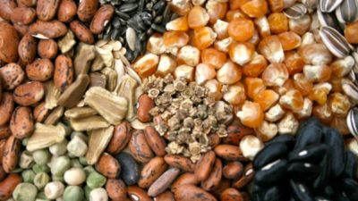 Bioactive Ingredients Market