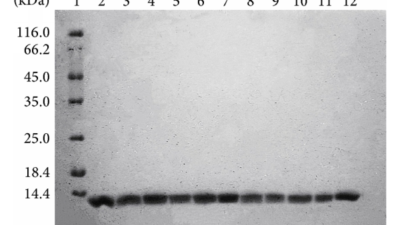 Molecular Weight Marker Market