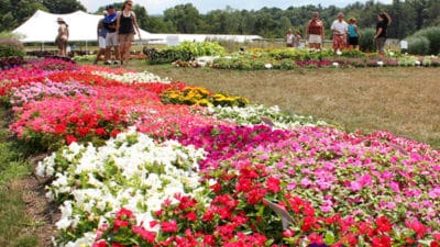 Floriculture Market
