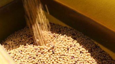 Distillers Grains Market