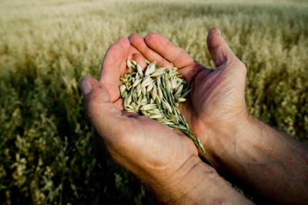 global-forage-seeds-market-size-share-analysis-report-2026