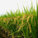 Hybrid Rice Seeds Market