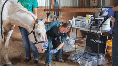 Equine Fluid Therapy Market