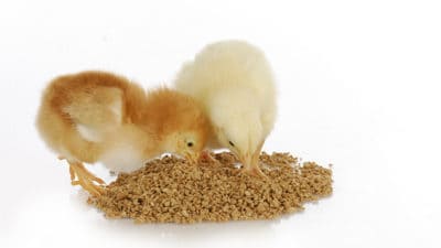 Animal Feed Additives Market