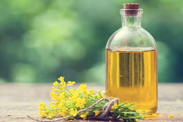 Global Canola Oil Market Size, Share, Growth | Industry Report 2026