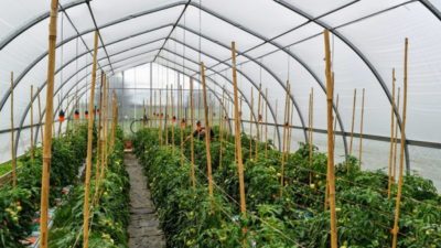 Greenhouse Horticulture Market