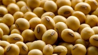 Soybean Market