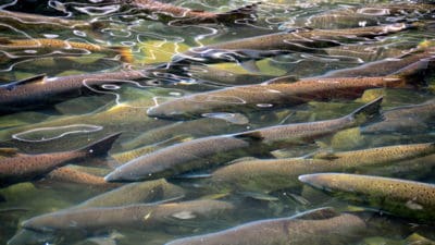 Aquaculture Food Eubiotics Market
