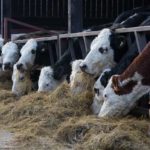 Cattle Feed and Feed Additives Market