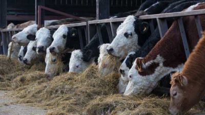 Cattle Feed and Feed Additives Market