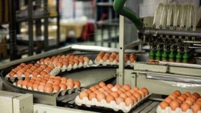 Egg Processing Machinery Market