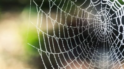 Synthetic Spider Silk Market