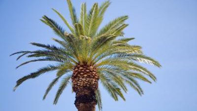 Date Palm Market