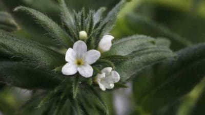 Ahiflower Oil Market