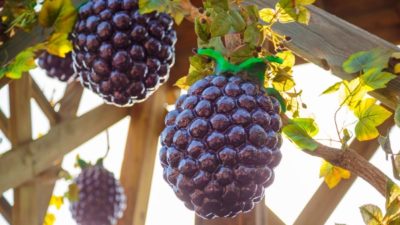 Boysenberry Market
