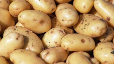 Dried Potatoes Market