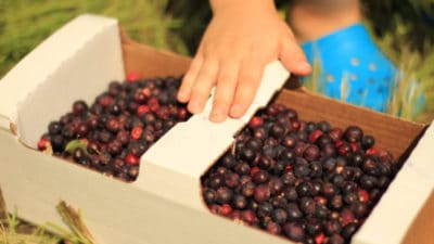 Natural Berry Flavor Market