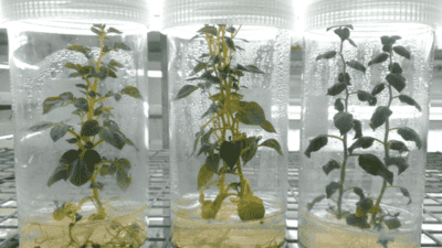 Plant Cell Culture Equipment Market