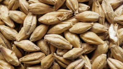 Specialty Malt Market