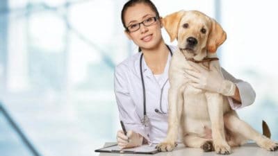 Animal Pharmaceuticals Market