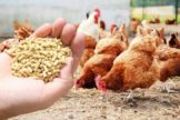 Poultry Feed Market