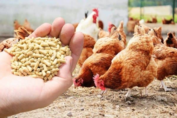 Poultry Feed Market Size, Share, Trends, Growth, Forecast 2032