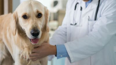 Animal Vaccines Market