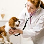 Veterinary Medicine Market