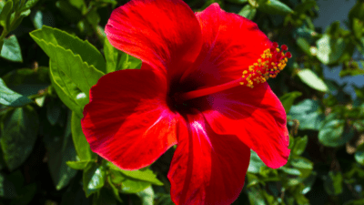 Hibiscus Flower Powder Market