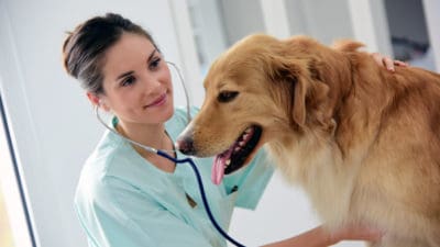 Veterinary Anti-infectives Market