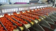 Automated Food Sorting Machines Market