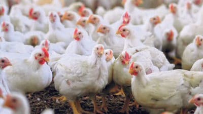 Poultry Diagnostics Market