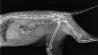 Veterinary X-ray Market