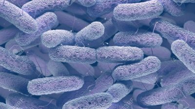 Bacterial Antigens Market