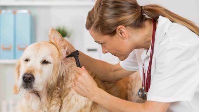 Canine Atopic Dermatitis Market