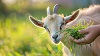 Goat Polyclonal Antibody Market